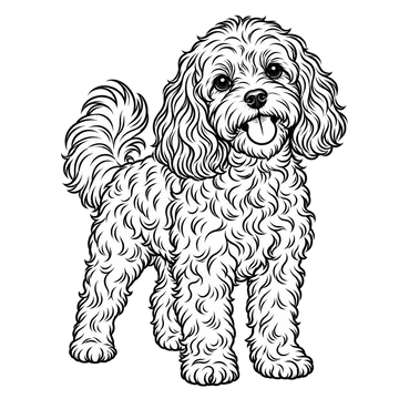 Cavoodle