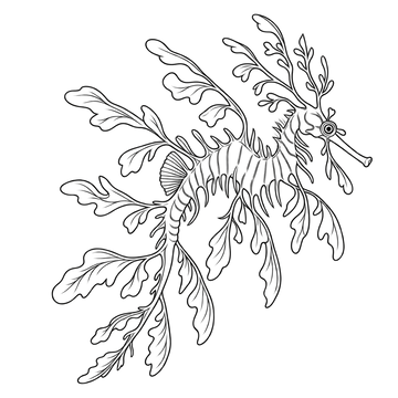 Leafy Sea Dragon